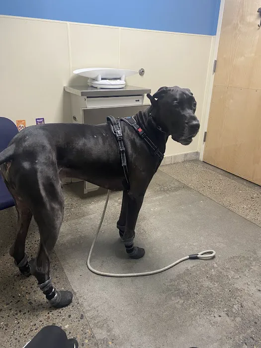 Pet Samaritan Clinic Picture 4