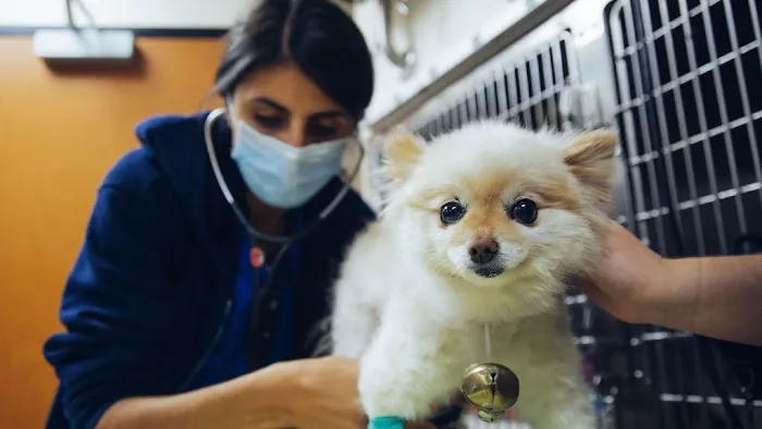 DoveLewis 24/7 Veterinary Emergency Hospital Picture 3