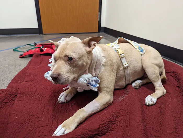 DoveLewis 24/7 Veterinary Emergency Hospital Picture 8