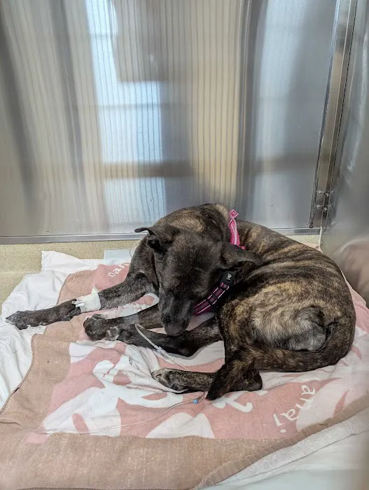 DoveLewis 24/7 Veterinary Emergency Hospital Picture 7