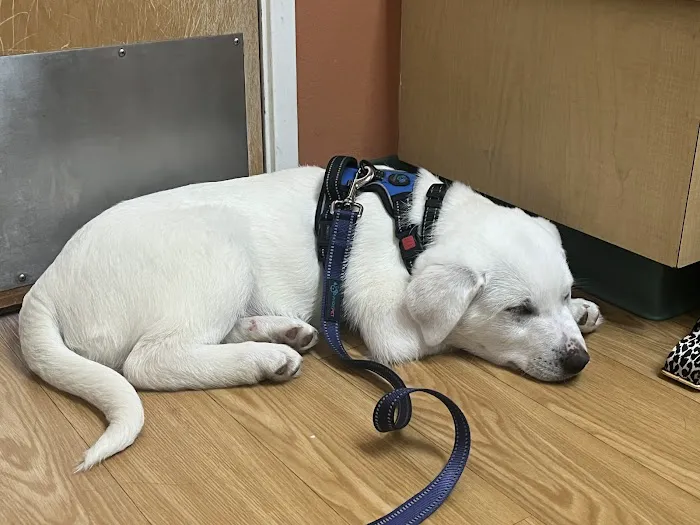 Hillsdale Veterinary Hospital Picture 5