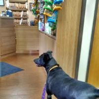 Hawthorn Veterinary Care (formerly Hawthorne Veterinary Clinic) ico