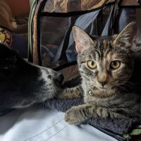 Banfield Pet Hospital ico
