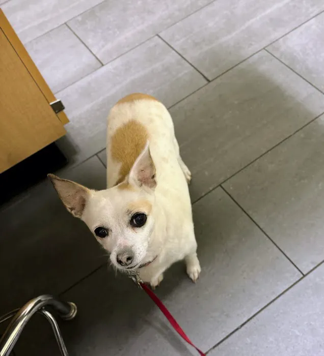 Banfield Pet Hospital Picture 8