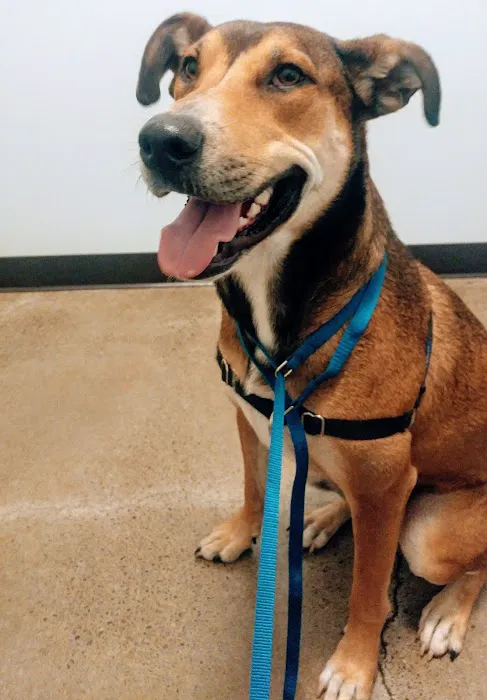City Pets Vet Picture 4