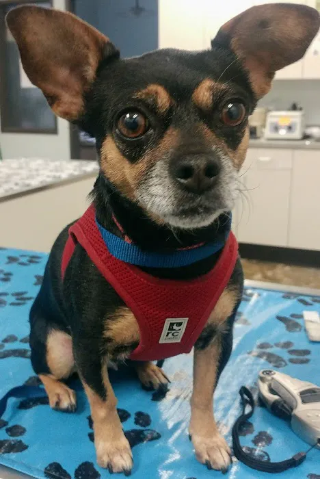 City Pets Vet Picture 5