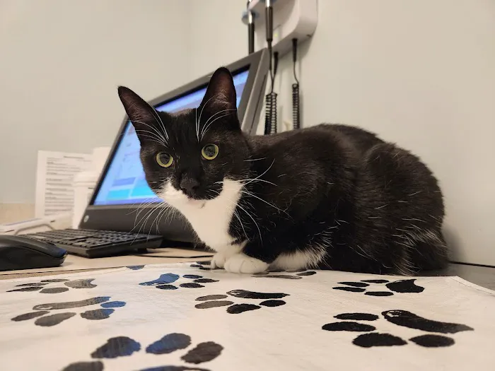 City Pets Vet Picture 6