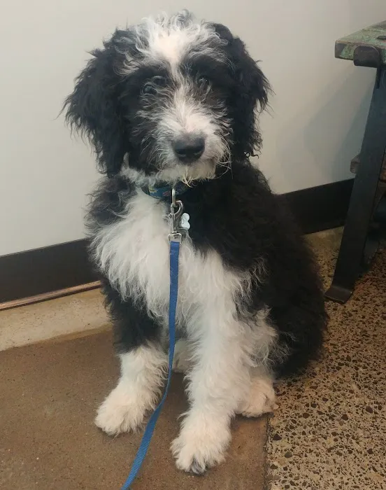 City Pets Vet Picture 8