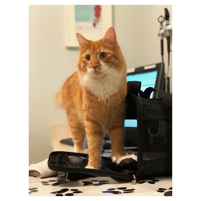 City Pets Vet Picture 7