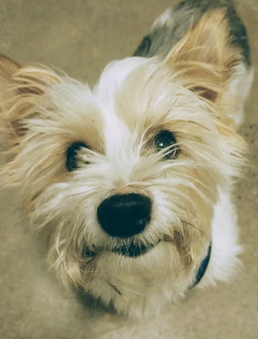 City Pets Vet Picture 10