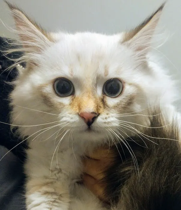 City Pets Vet Picture 9
