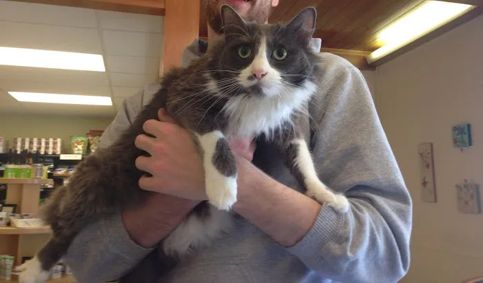 Powell Veterinary Center At Westmoreland Picture 8