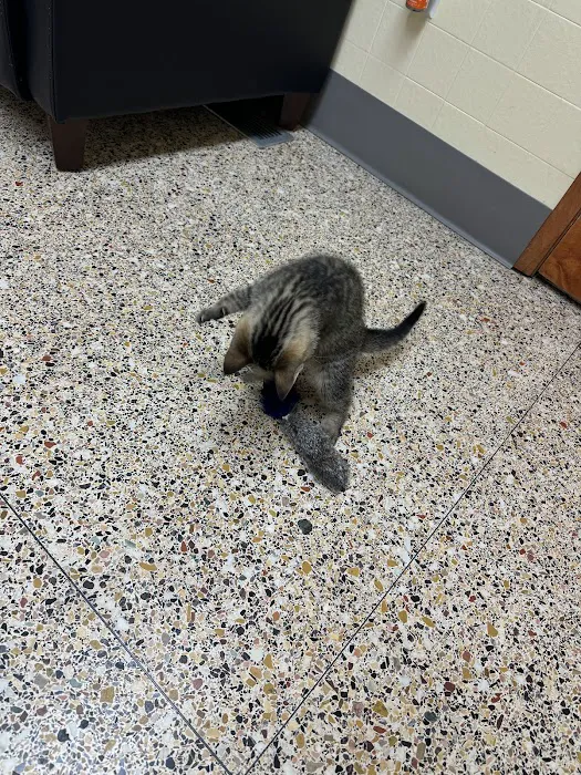 Powell Veterinary Center At Westmoreland Picture 10