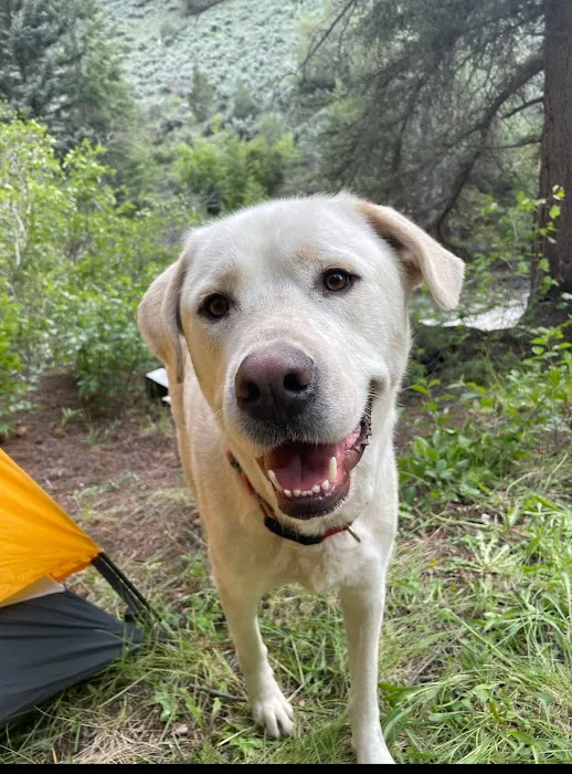 GoodVets Golden Triangle Picture 4