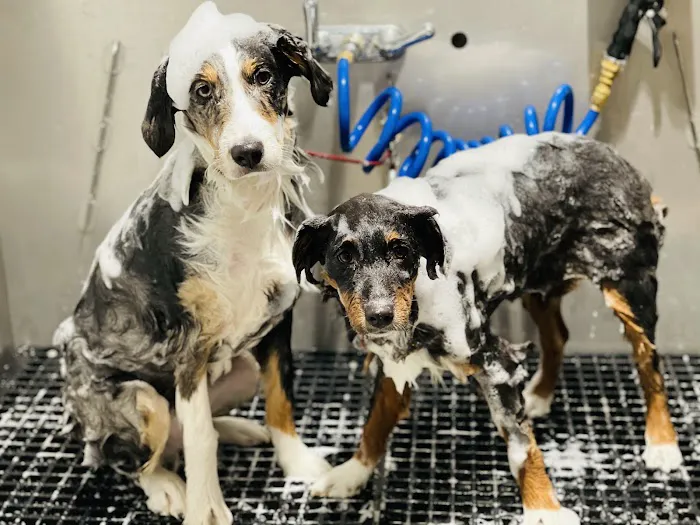 CityVet | Capitol Hill Veterinary Clinic & Urgent Care Picture 3