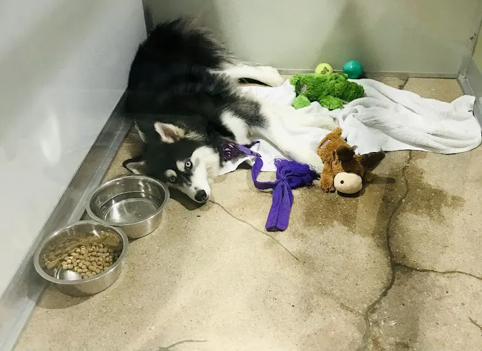 CityVet | Capitol Hill Veterinary Clinic & Urgent Care Picture 2
