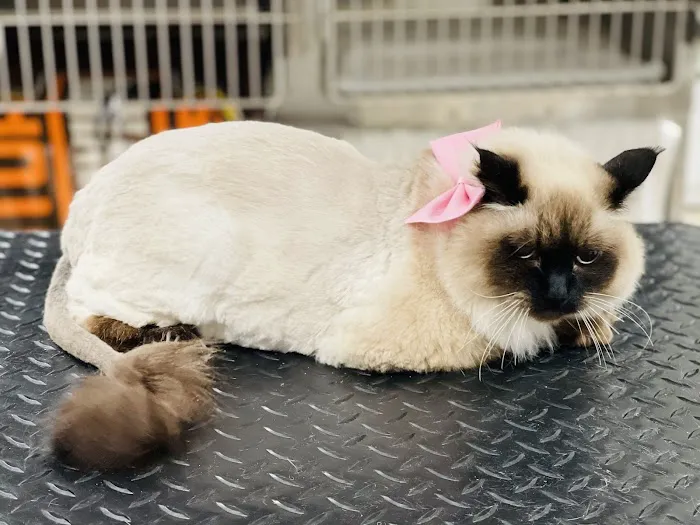 CityVet | Capitol Hill Veterinary Clinic & Urgent Care Picture 4