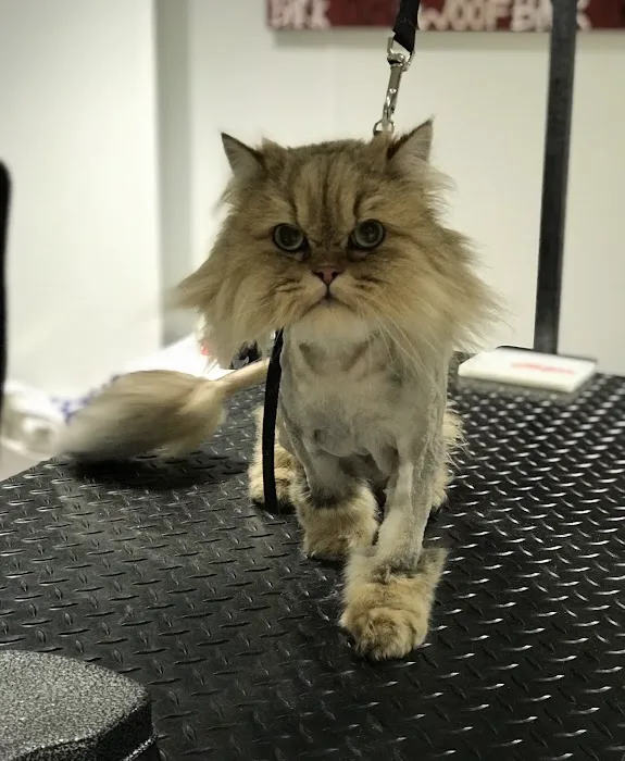 CityVet | Capitol Hill Veterinary Clinic & Urgent Care Picture 6