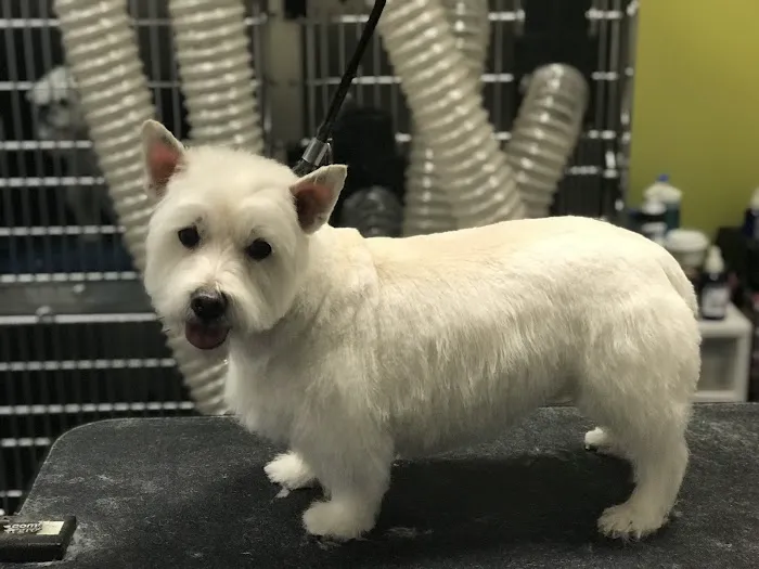 CityVet | Capitol Hill Veterinary Clinic & Urgent Care Picture 5