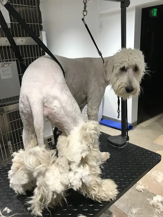 CityVet | Capitol Hill Veterinary Clinic & Urgent Care Picture 8
