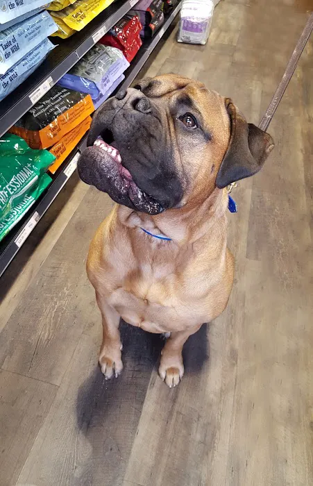 CityVet | Capitol Hill Veterinary Clinic & Urgent Care Picture 9