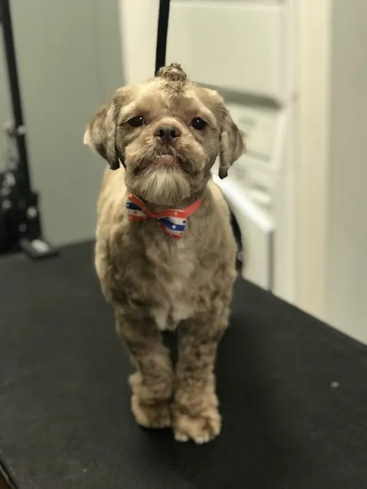 CityVet | Capitol Hill Veterinary Clinic & Urgent Care Picture 10