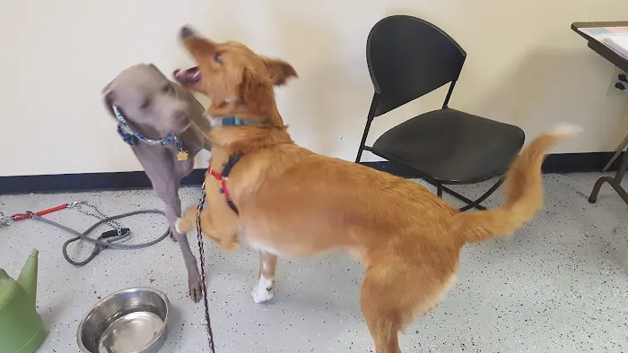 Downtown Animal Care Center Picture 1