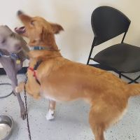 Downtown Animal Care Center ico