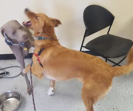 Downtown Animal Care Center