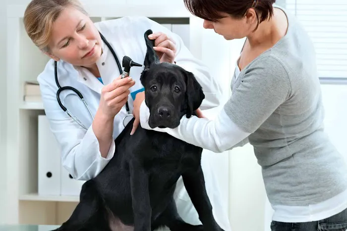 MaxFund Veterinary Clinic Picture 1