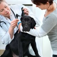MaxFund Veterinary Clinic ico