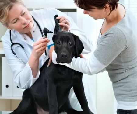 MaxFund Veterinary Clinic