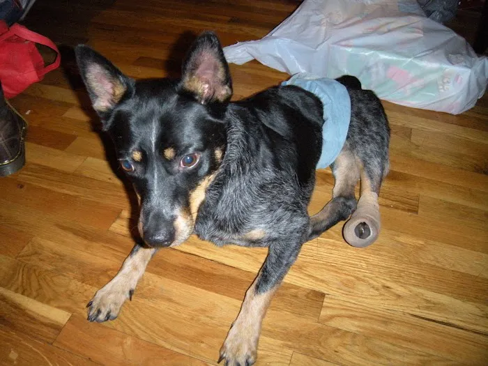 MaxFund Veterinary Clinic Picture 3