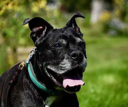 Heartstrings Pet Hospice, In-Home Euthanasia & Aftercare - Denver