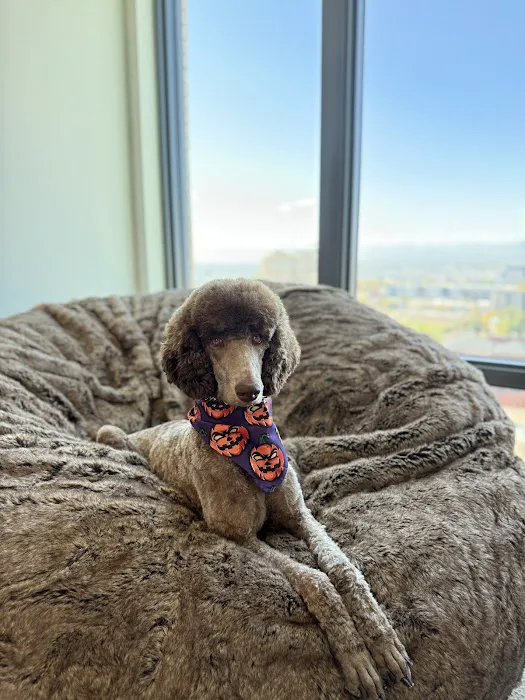Urban Paw Veterinary Health and Rehabilitation Picture 1