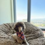 Urban Paw Veterinary Health and Rehabilitation