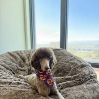 Urban Paw Veterinary Health and Rehabilitation ico