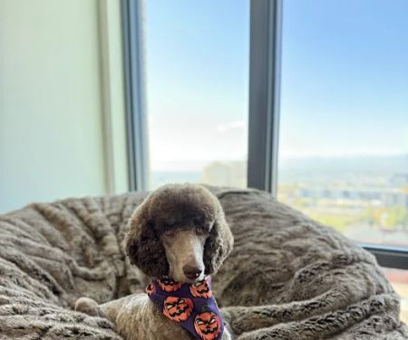 Urban Paw Veterinary Health and Rehabilitation