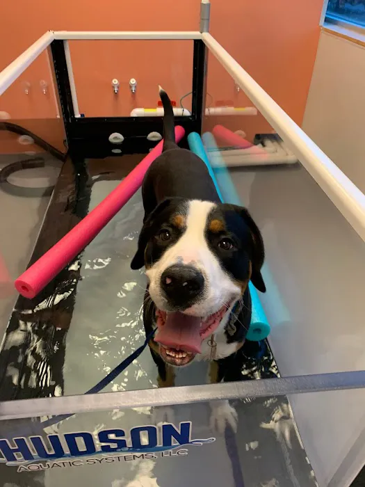 Urban Paw Veterinary Health and Rehabilitation Picture 3