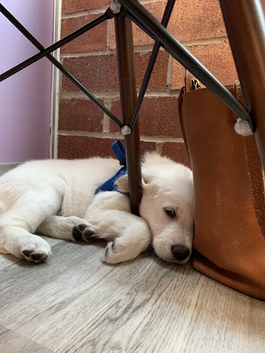 Urban Paw Veterinary Health and Rehabilitation Picture 7