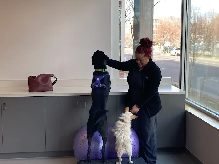 Urban Paw Veterinary Health and Rehabilitation Picture 8