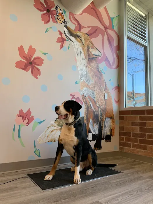 Urban Paw Veterinary Health and Rehabilitation Picture 5