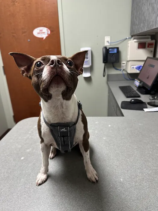 VCA Firehouse Animal Hospital Picture 6