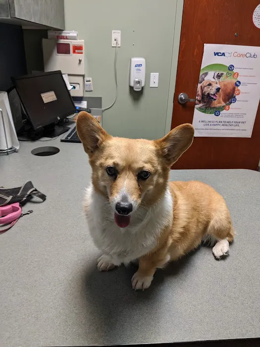 VCA Firehouse Animal Hospital Picture 7