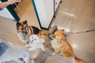 Sploot Veterinary Care - Commons Park Picture 8