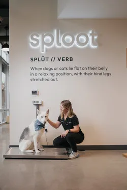 Sploot Veterinary Care - Commons Park Picture 7