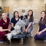 Walking Paws Rehab