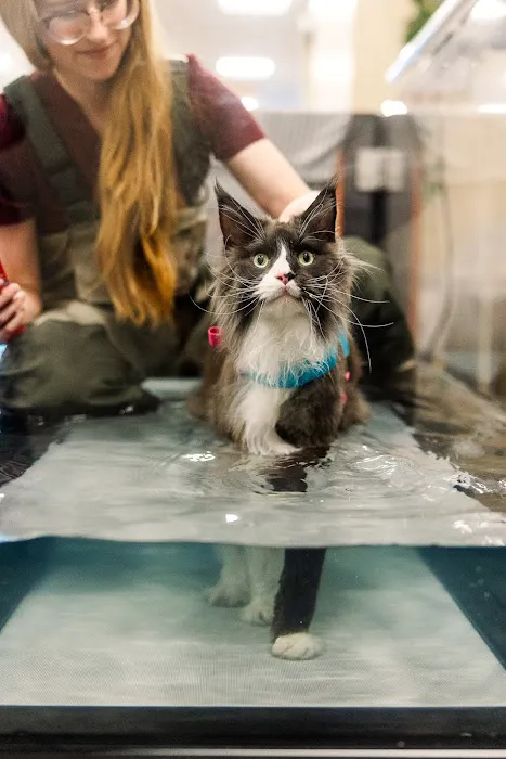Walking Paws Rehab Picture 2