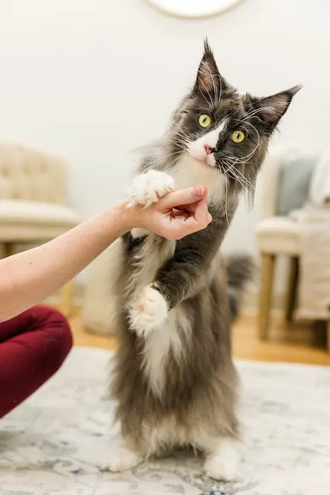 Walking Paws Rehab Picture 5