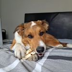 Goodheart Animal Health Center